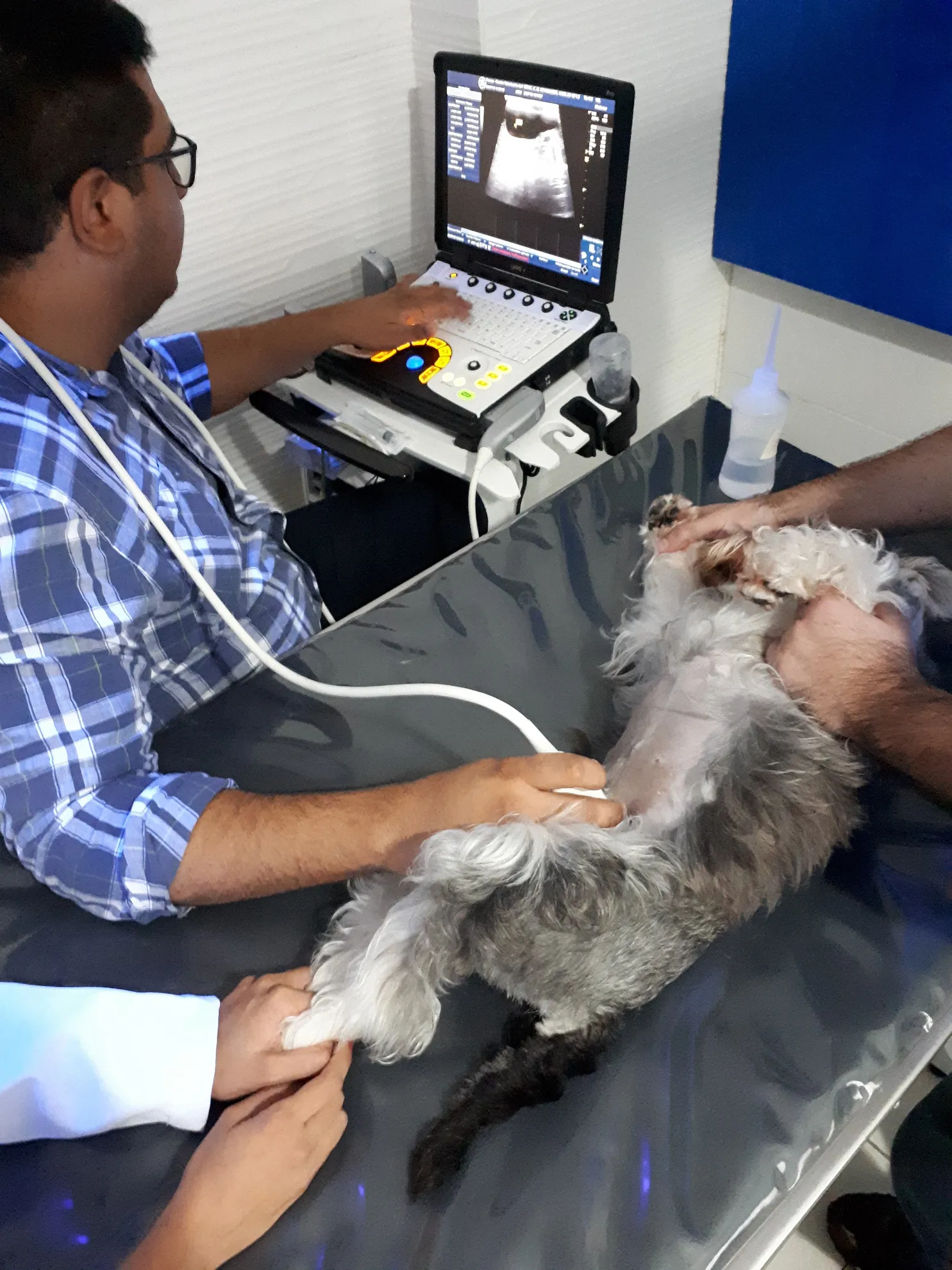 Exames médicos pré-viagem são fundamentais, como Liana fez no cão dela