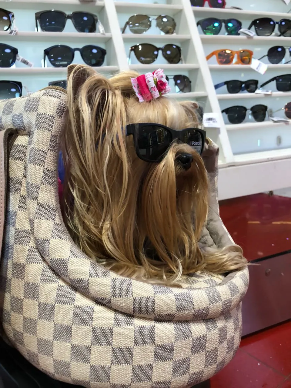 Chanel sempre viaja na cabine, mas cães maiores nem sempre tem a mesma sorte e o destino é o porão do avião