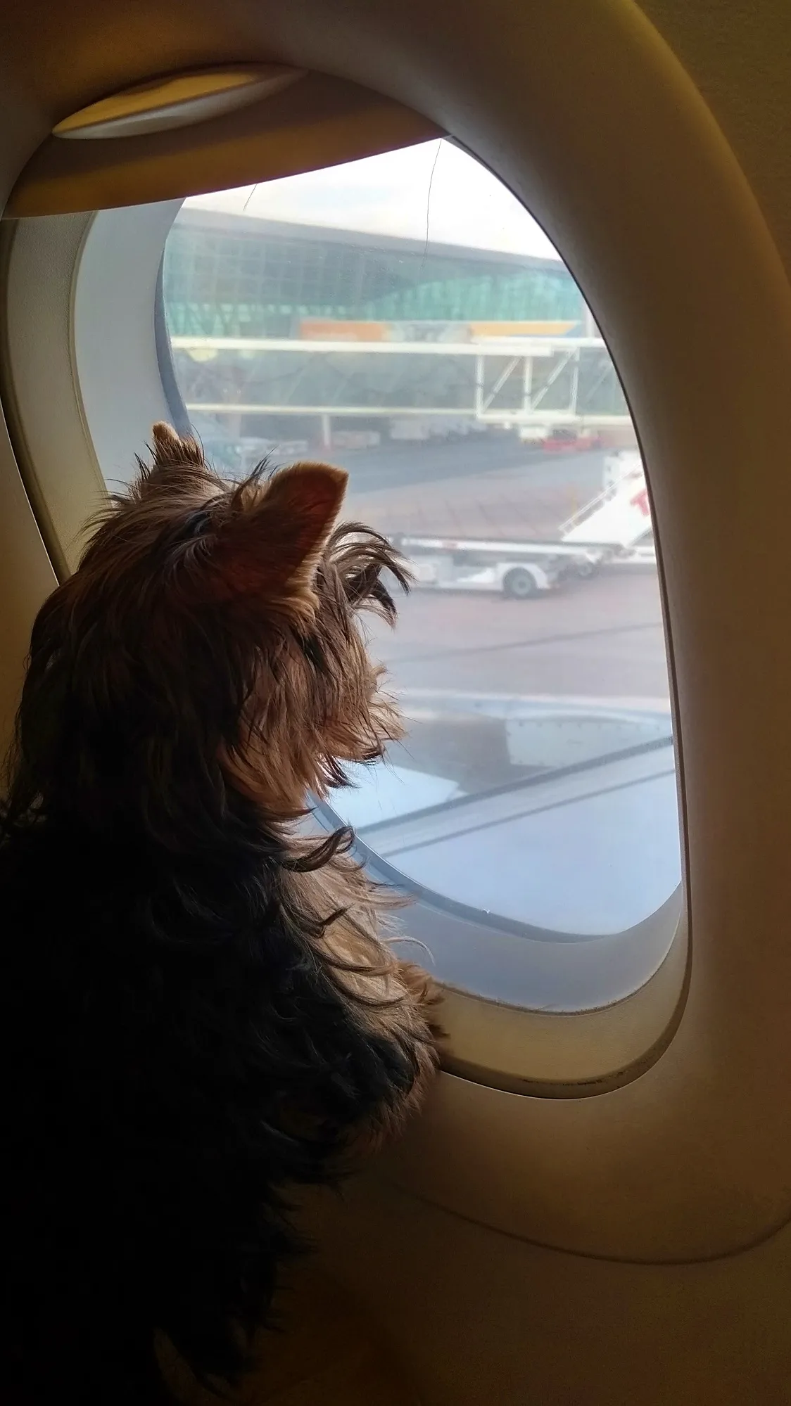 Adichie, cão de Juliana, de olho na paisagem de dentro do avião