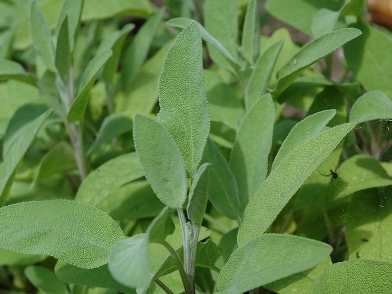 A Partir Do Uso Das Plantas A Fitoenergetica Remonta As Tradicoes Para Tratar A Saude Verso Diario Do Nordeste