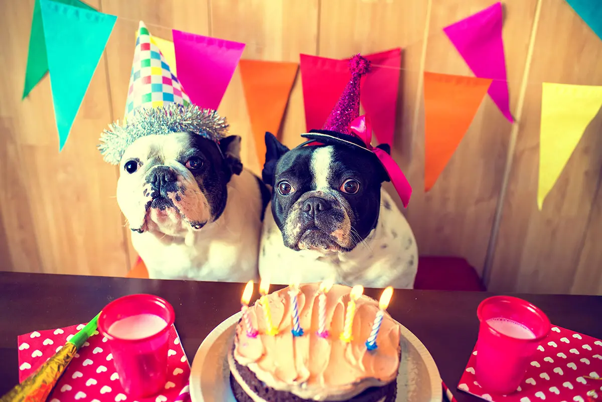 Imagem da notícia Festa pet: cuidados nos detalhes