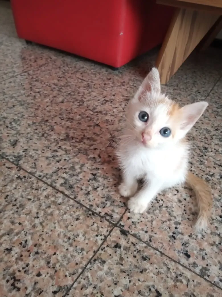 Pipo chegou à casa de Andreza Reis durante a quarentena, para fazer companhia à tutora que mora sozinha há sete anos