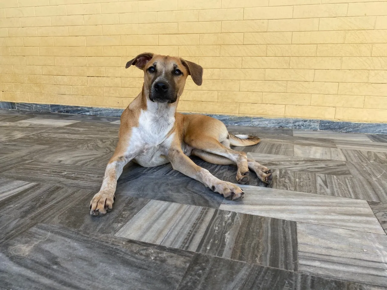 Cães e gatos da Adote um Amor Pet aguardam por tutores. A procura diminuiu muito no atual momento de isolamento social
