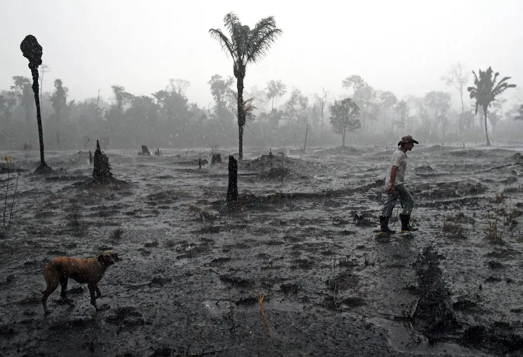 Imagem da notícia Desmatamento na Amazônia brasileira bate novo recorde