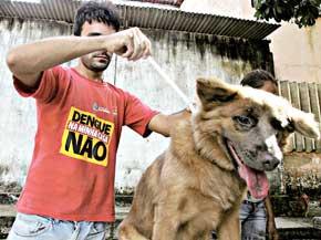 Alerta para sinais de alergia no cão - Metro - Diário do Nordeste