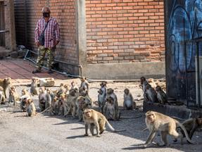 Fotografia dos macacos em Lopburi