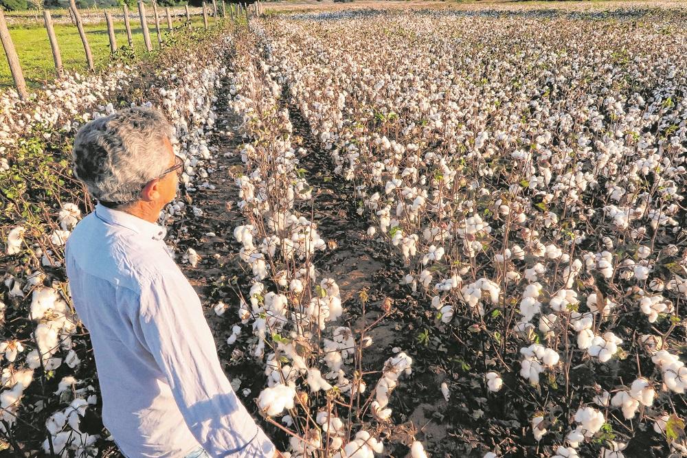 Diante dos resultados exitosos do experimento, mais agricultores retornaram à colheita e a produção cresceu
