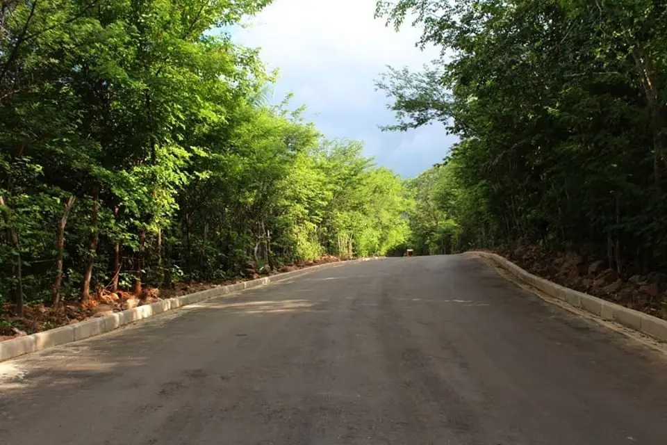 Segundo relatos de moradores, os enxames de marimbondos são comuns na região e ocupam toda a região da Chapada do Araripe. Foto de Coqueiro Grangeiro, em Crato.