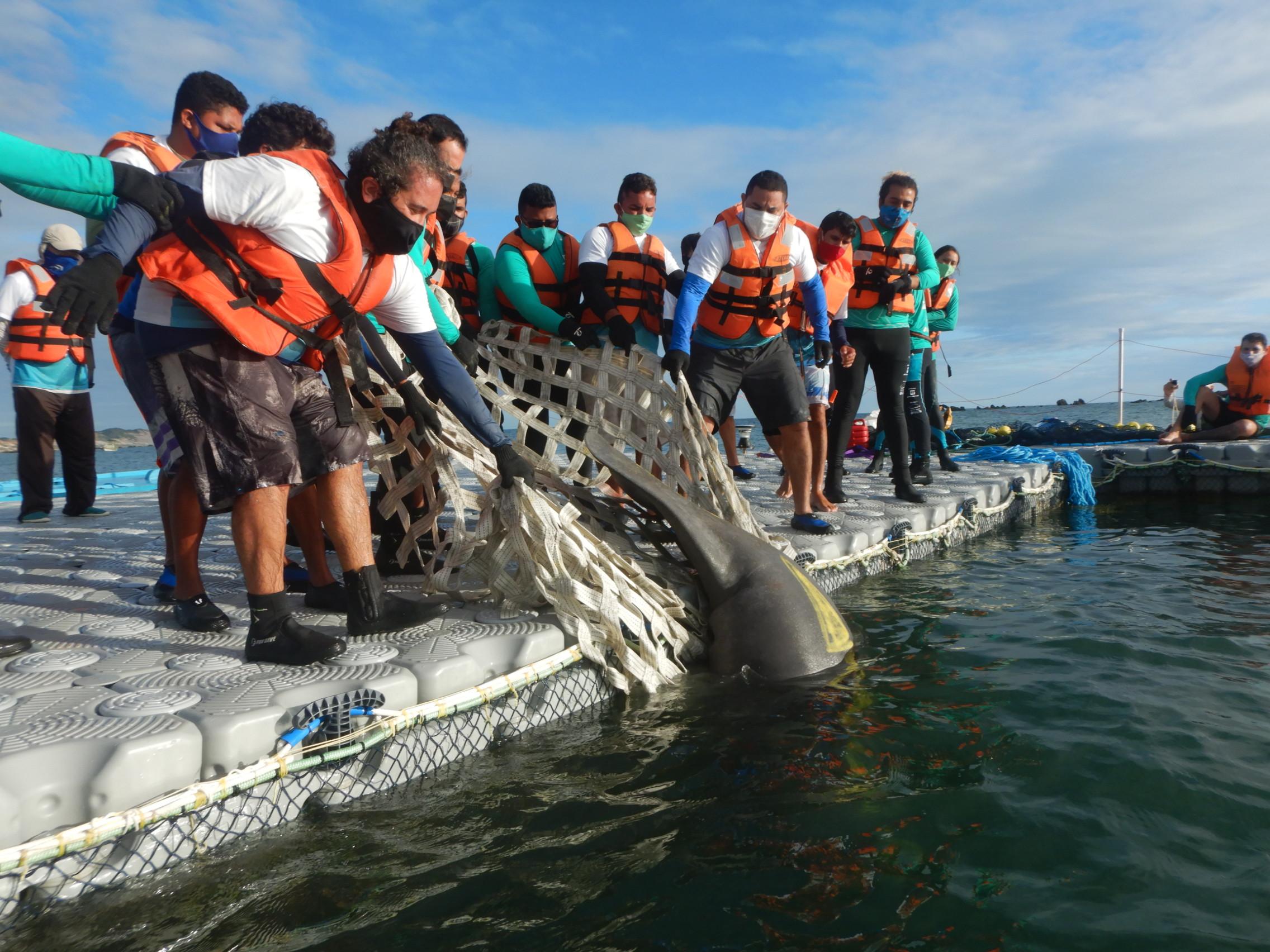 Equipe colocando um dos peixes-bois no espaço reservado onde ficarão 3 meses se adaptando antes de serem soltos no mar