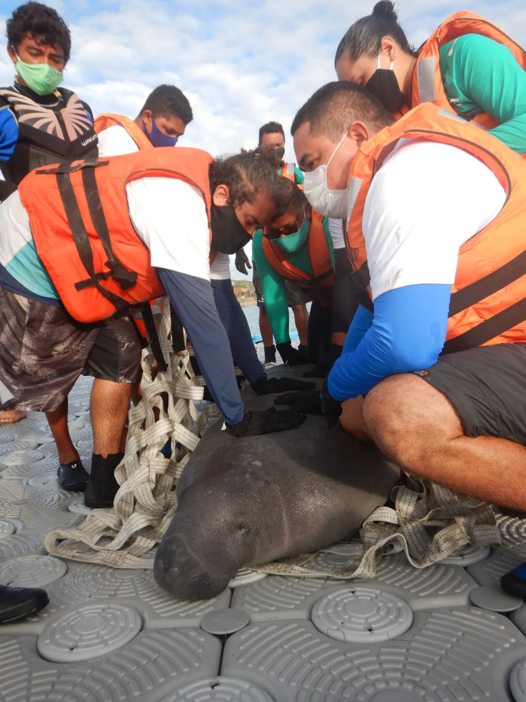 Equipe prepara o animal antes de colocá-lo em espaço para adaptação