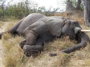 Fotografia de elefante morto