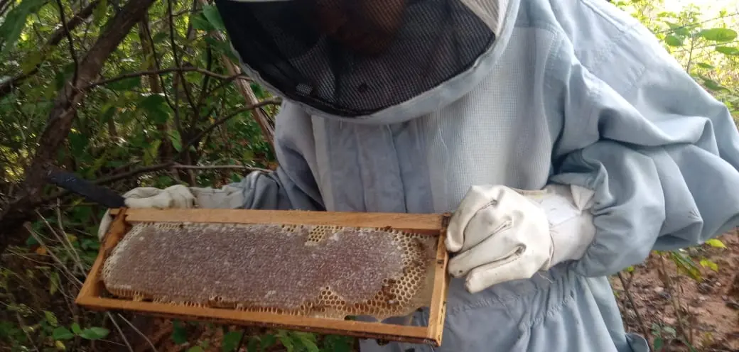 Foto Produção de Mel