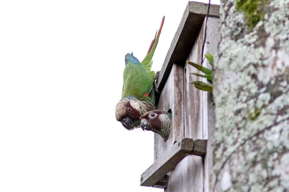 Resultados bem-sucedidos da iniciativa da Aquasis ajudam a criar estratégias para outras espécies ameaçadas no Ceará