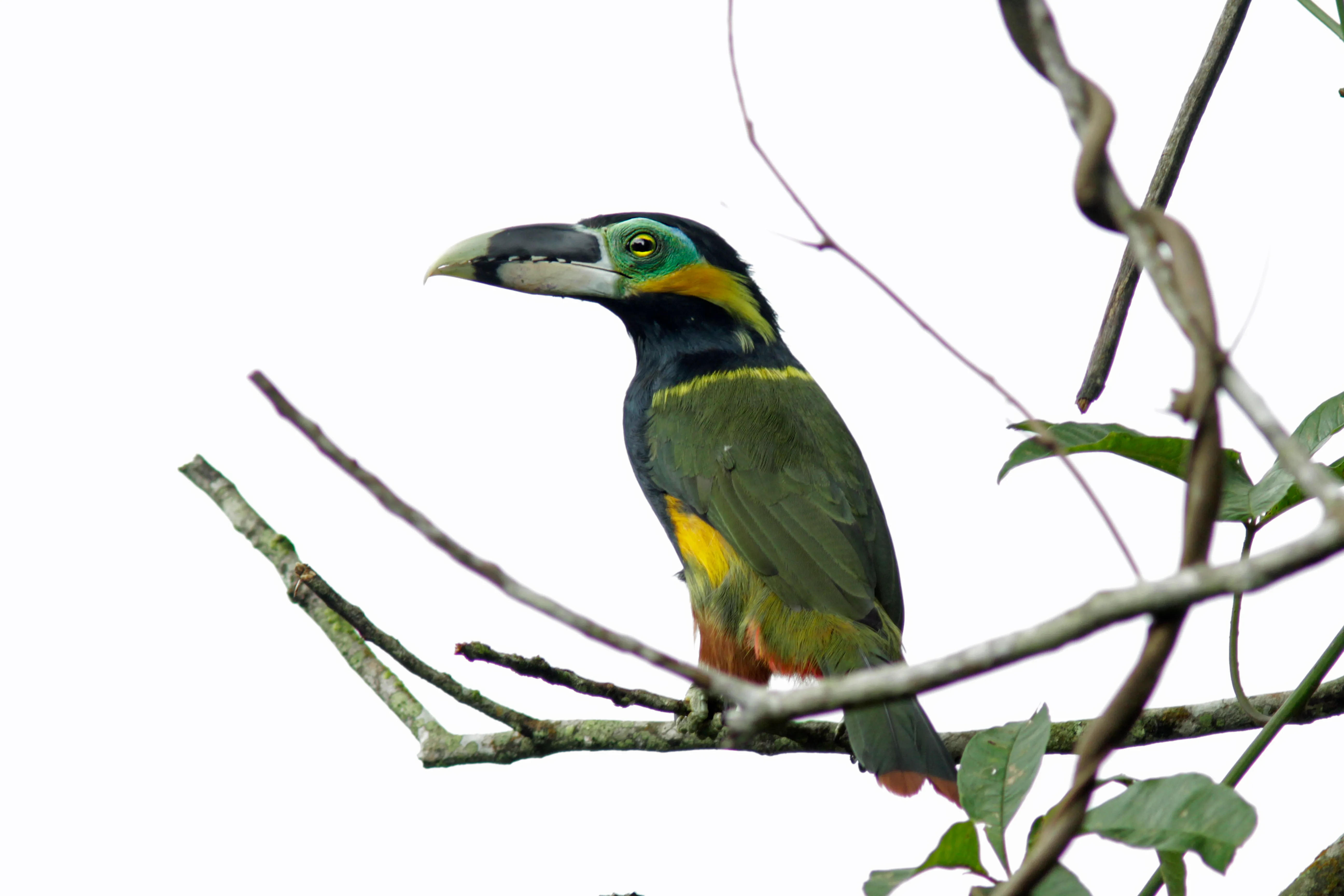 Tucaninho (Selenidera gouldii baturitensis)