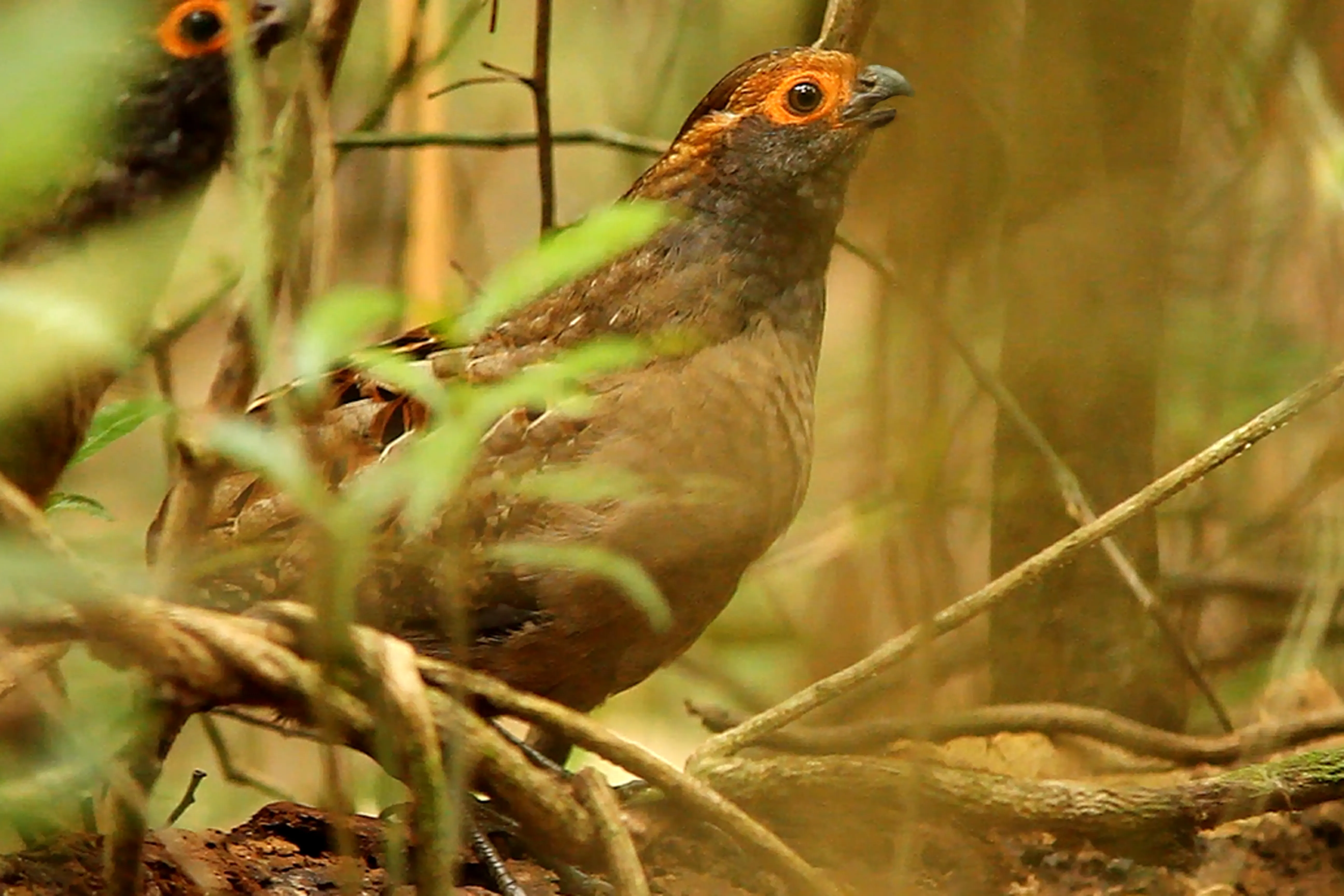 Uru (Odontophorus capueira plumbeicollis)