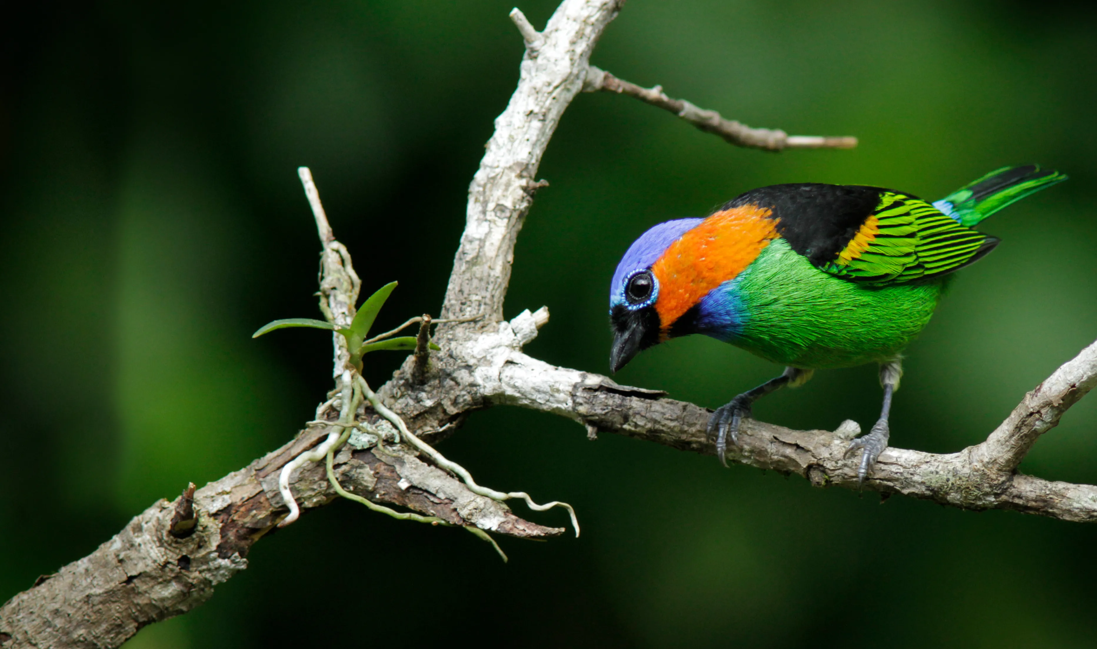 Saíra-militar (Tangara cyanocephala cearensis)