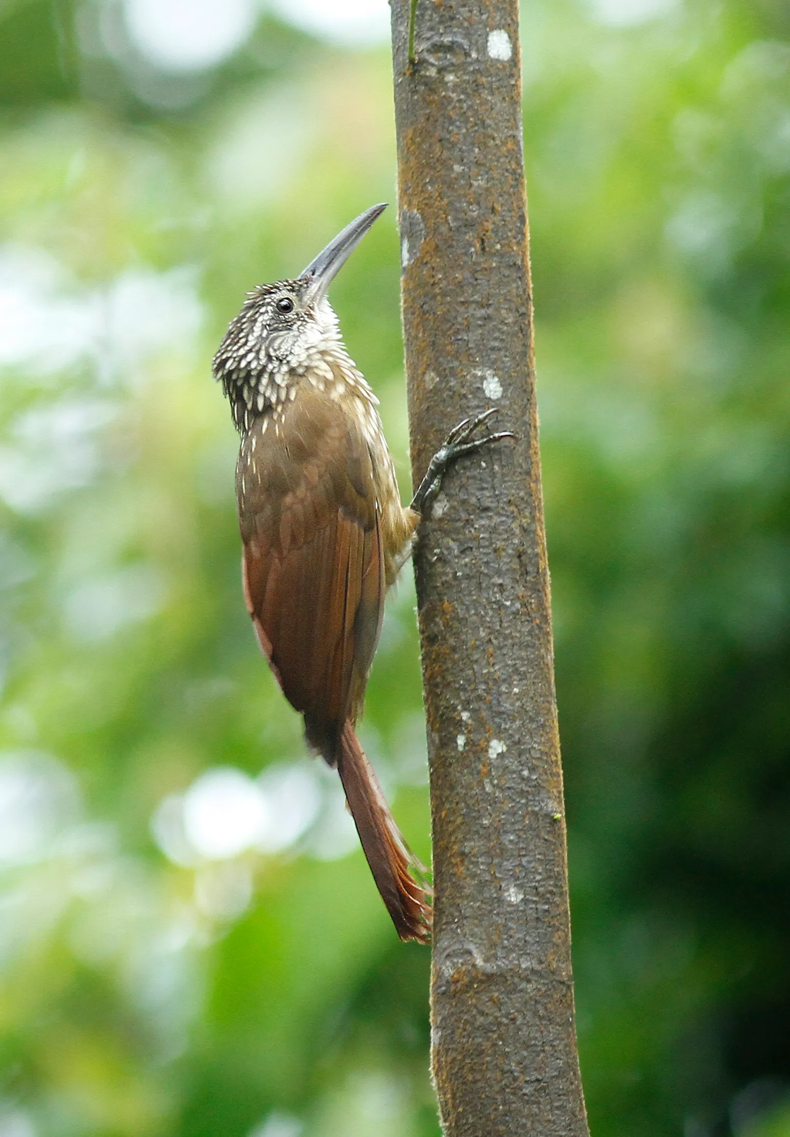 Arapaçu-de-lafresnaye (Xiphorhynchus guttatoides gracilirostris)