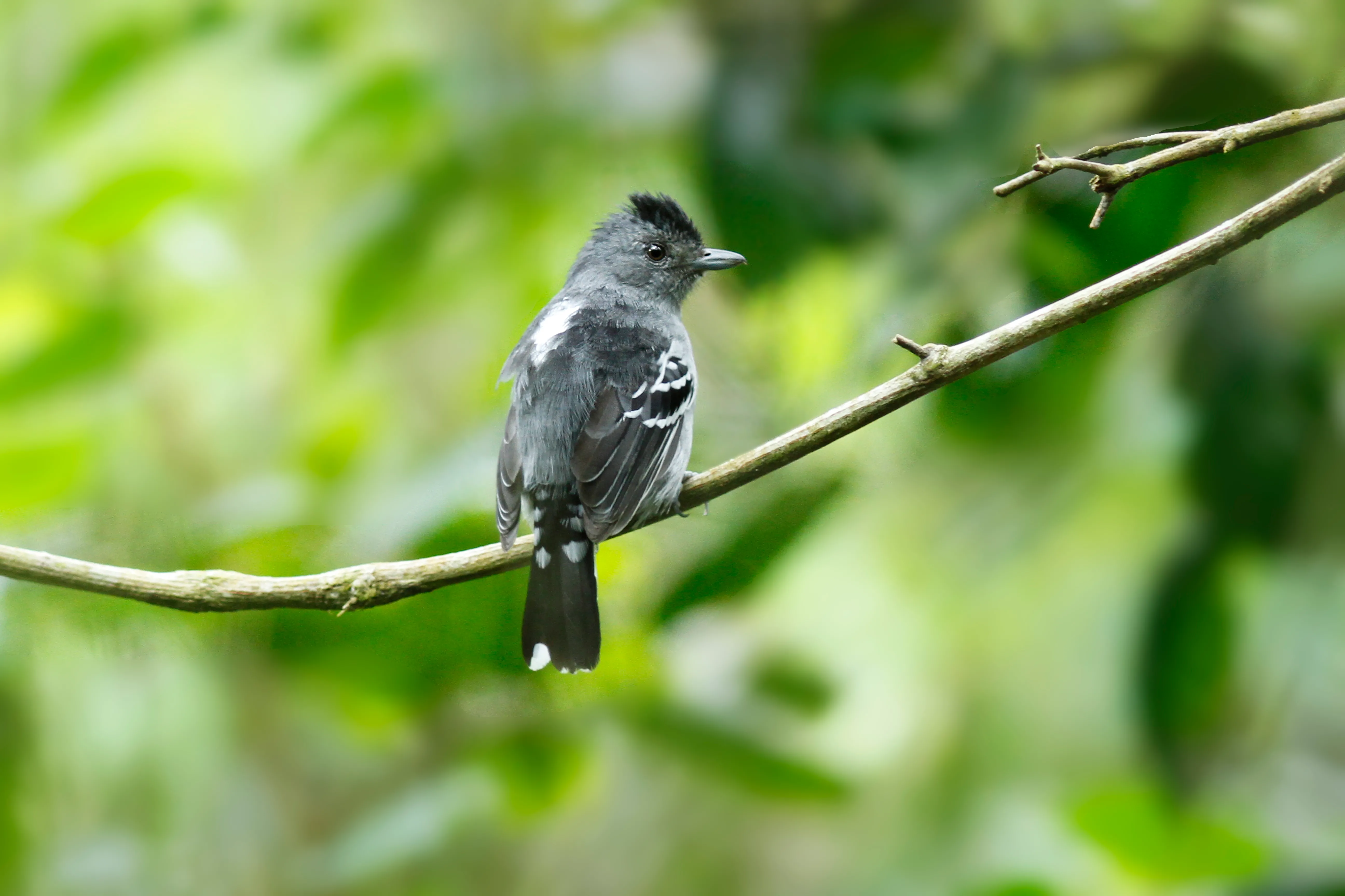 Choca-da-mata (Thamnophilus caerulescens cearensis)