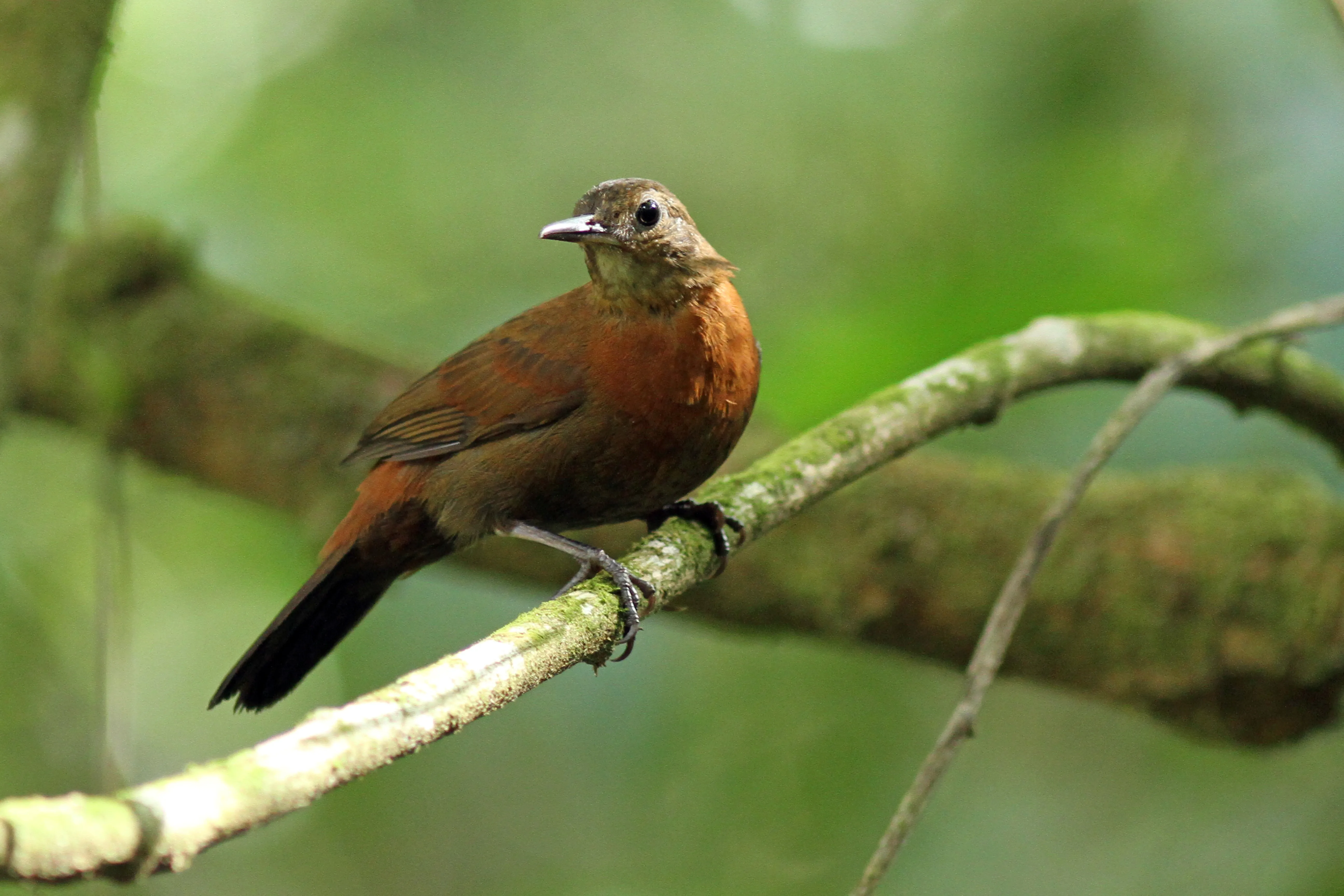 Vira-folha-cearense (Sclerurus cearensis)