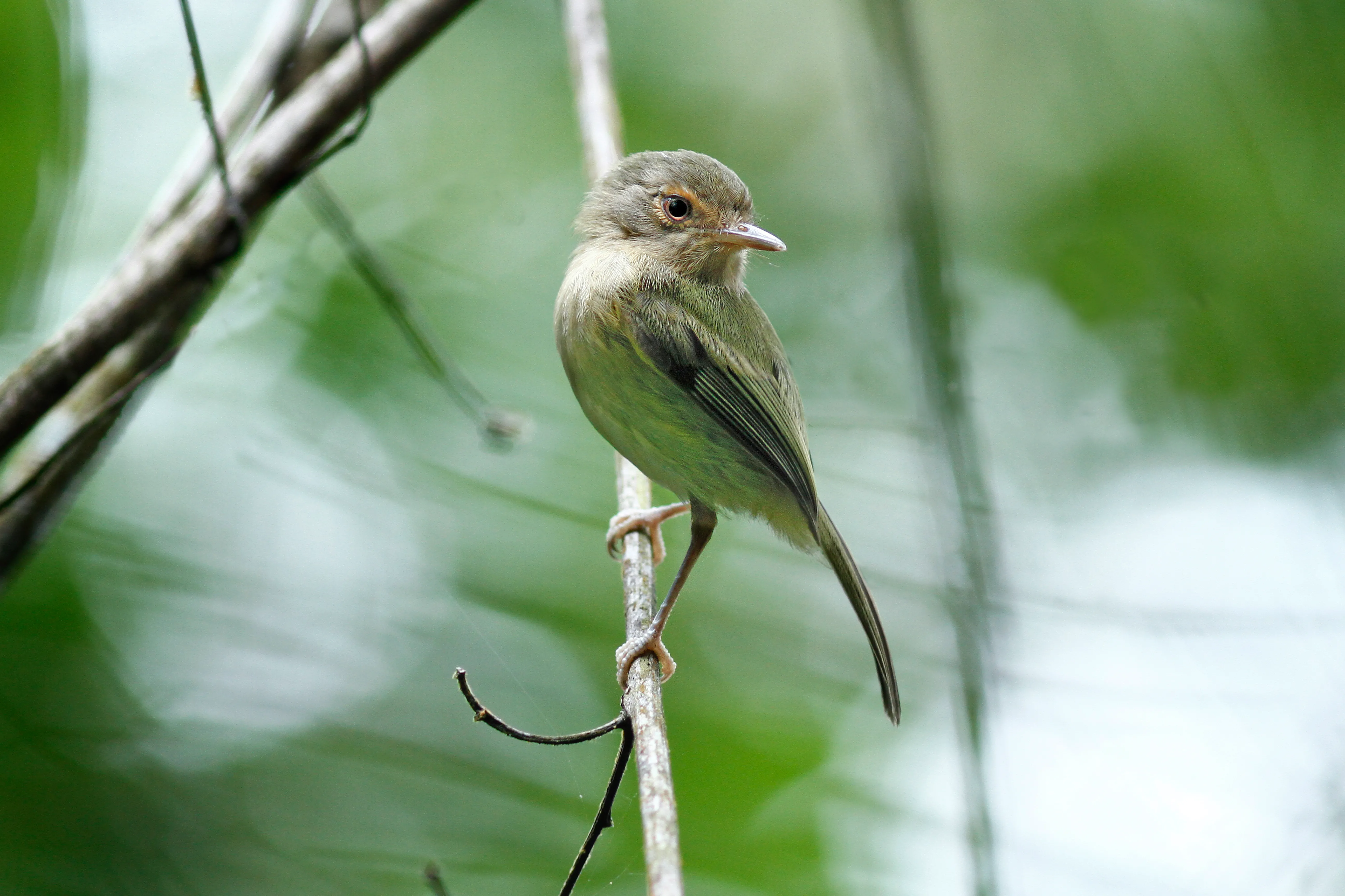Maria-do-nordeste (Hemitriccus mirandae)