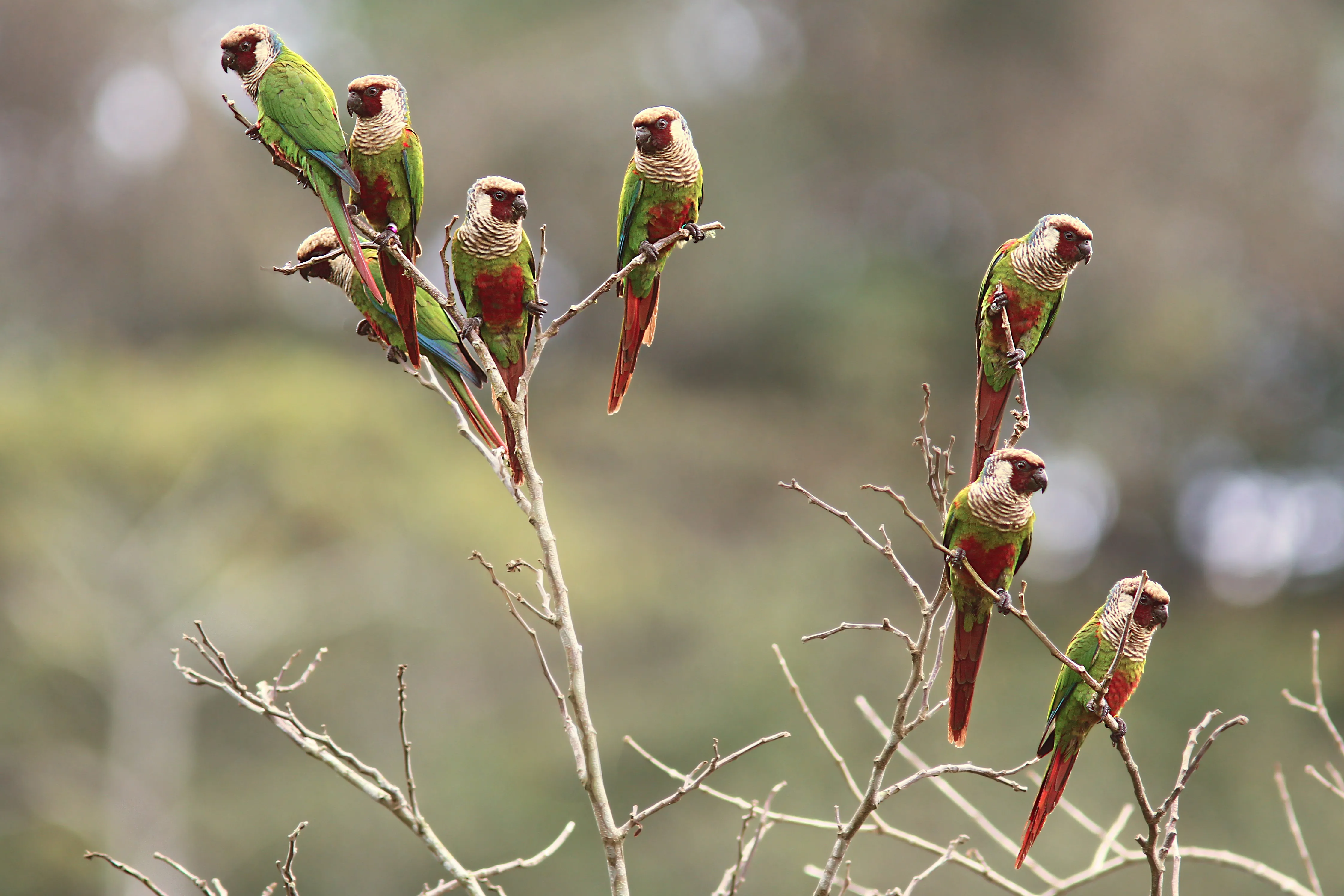 Periquito cara-suja (Pyrrhura griseipectus)