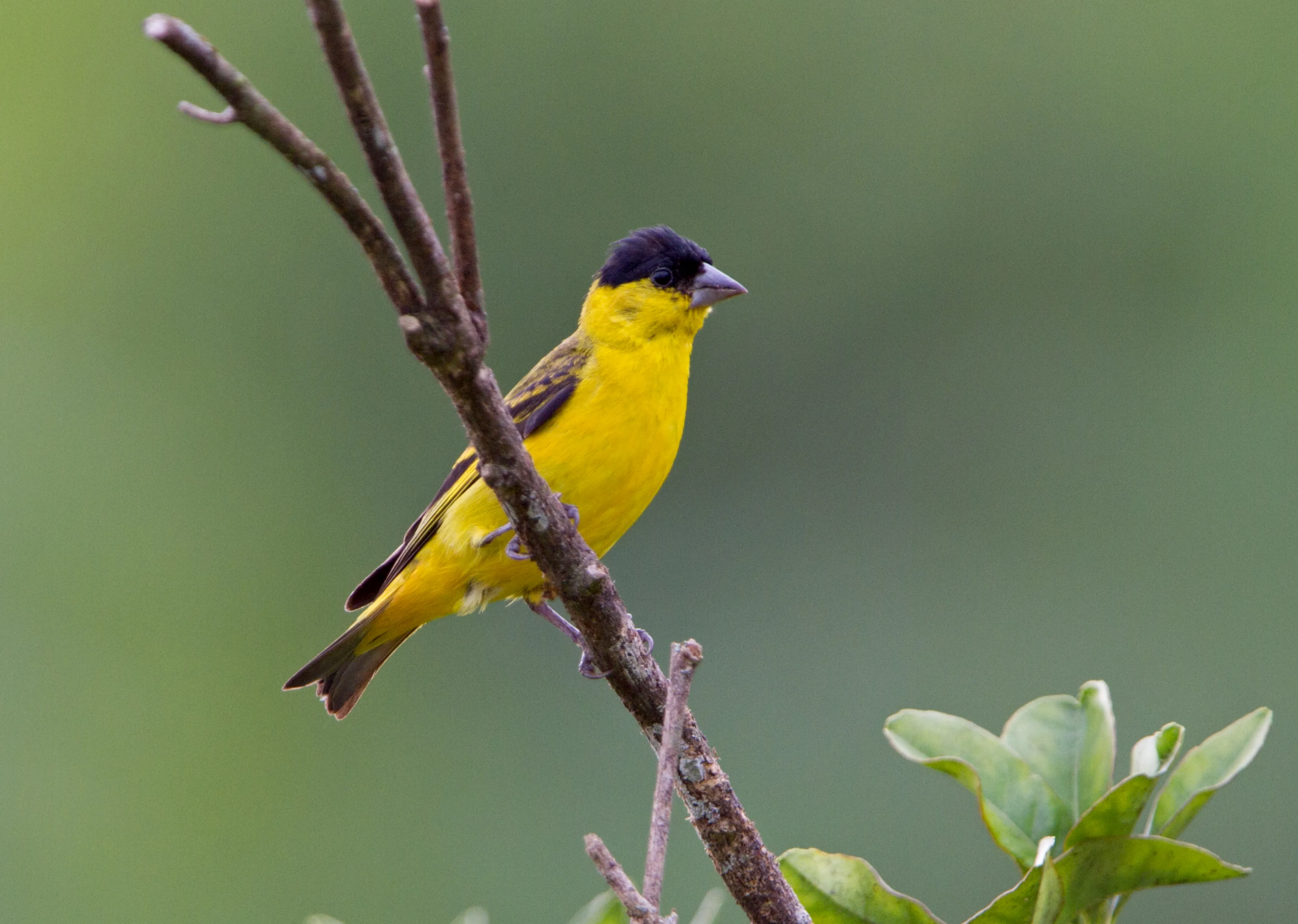 Pintassilgo-do-nordeste (Spinus yarrelli)