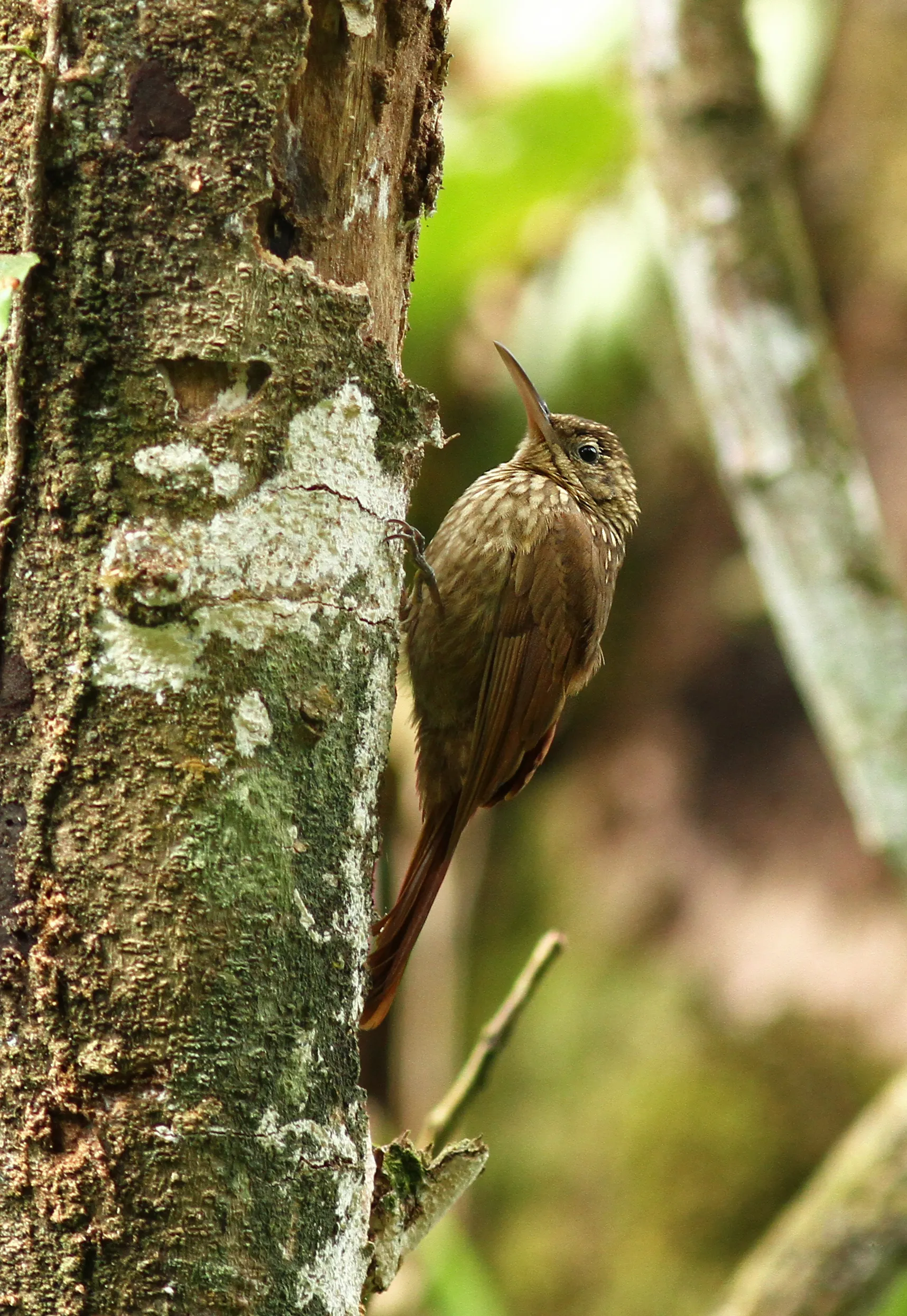 Arapaçu-rajado-do-nordeste (Xhiphorhynchus atlanticus)
