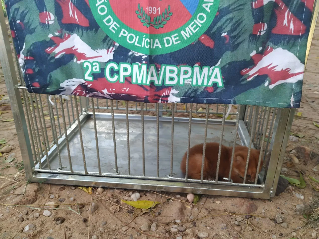 O filhote foi levado à Base da 2ª Cia/BPMA para posterior entrega ao Instituto Chico Mendes de Conservação da Biodiversidade (ICMBio).