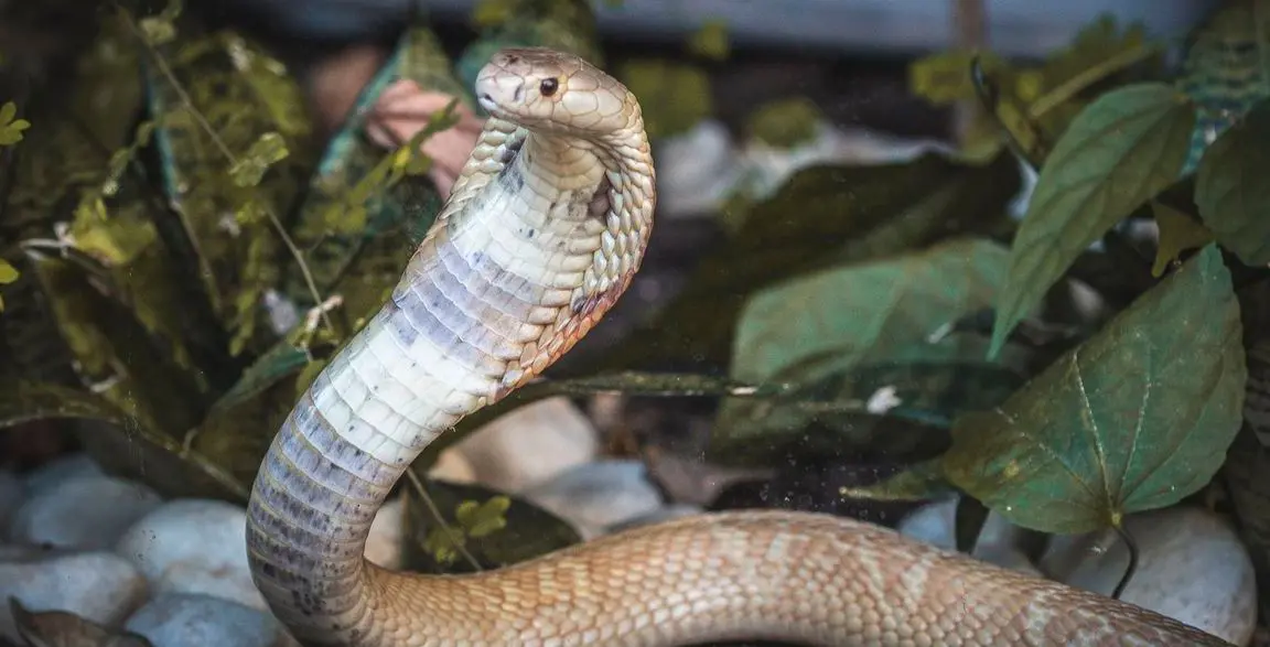 Imagem da notícia: Ibama resgata 32 serpentes e aplica mais de R$ 300 mil em multas