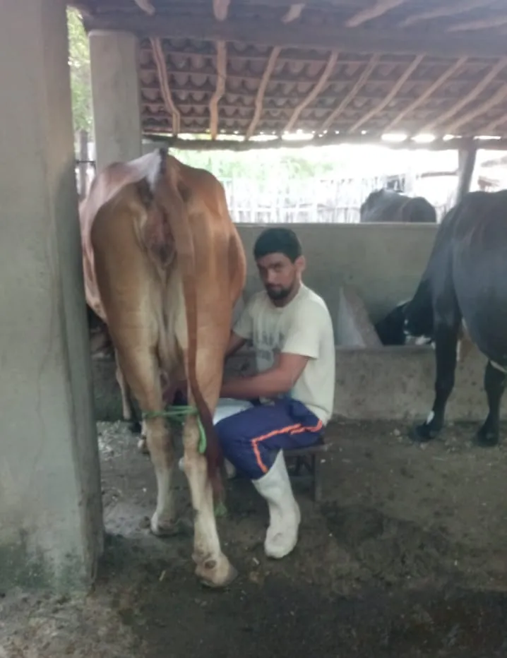 Atualmente, a fazenda Baixa-Fria, na zona rural de Santana do Acaraú, produz cerca de 40 litros de leite por dia.
