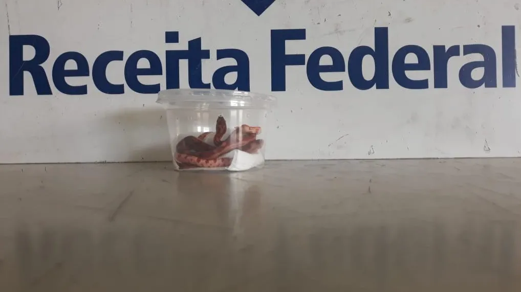 As três cobras conhecidas como cobra-do-milho, 
