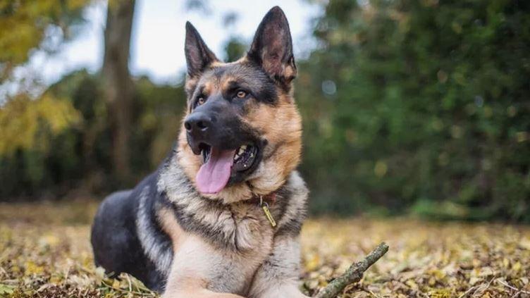 Morre o cão que testou positivo para coronavírus, Mundo