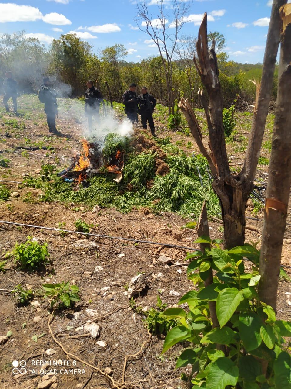 Parte das plantas foi queimada pelos policiais e a outra parte, apreendida