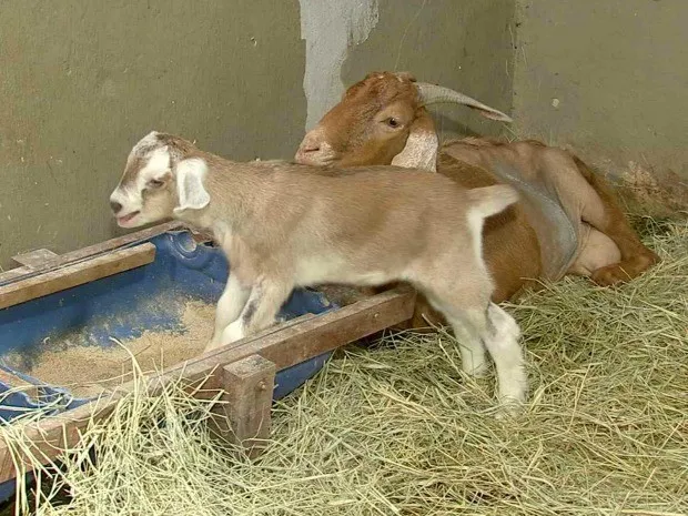 A primeira cabra transgênica da América Latina foi batizada de Gluca. Ela consegue produzir no leite uma proteína que falta no organismo de quem tem a doença de Gaucher. A  foto é de 2014.