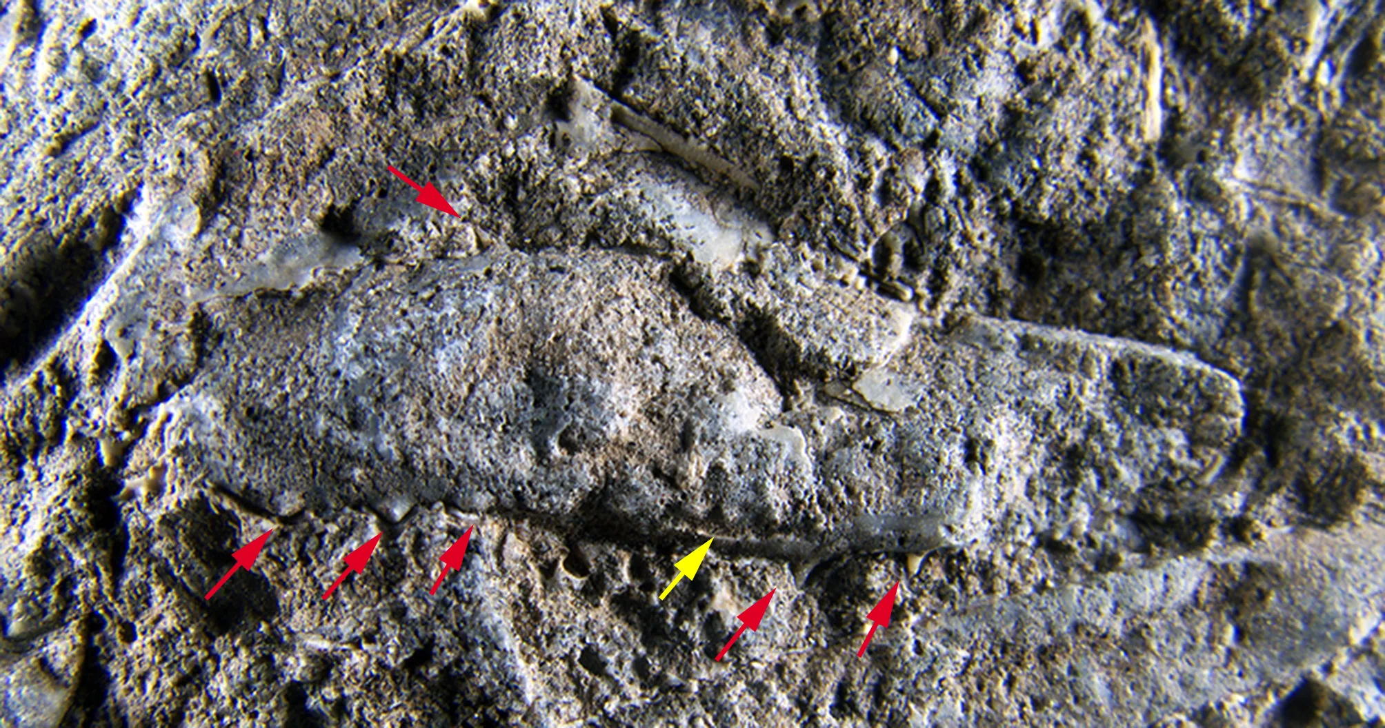 O material foi coletado na área denominada de Lachman Crags na Ilha James Ross