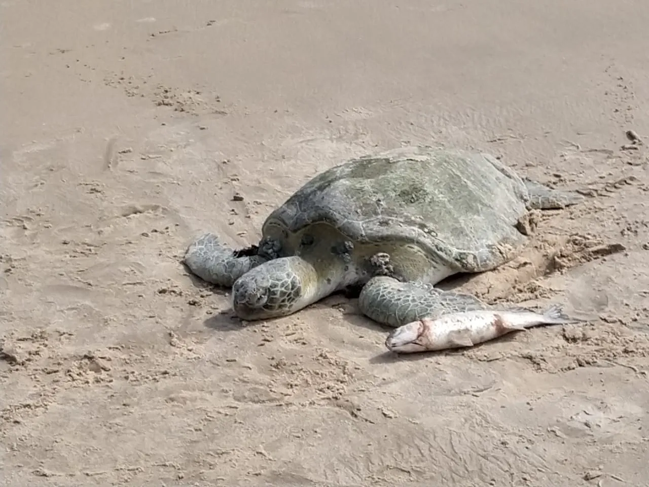 Uma tartaruga foi encontrada morta por banhistas na Praia do Mucuripe