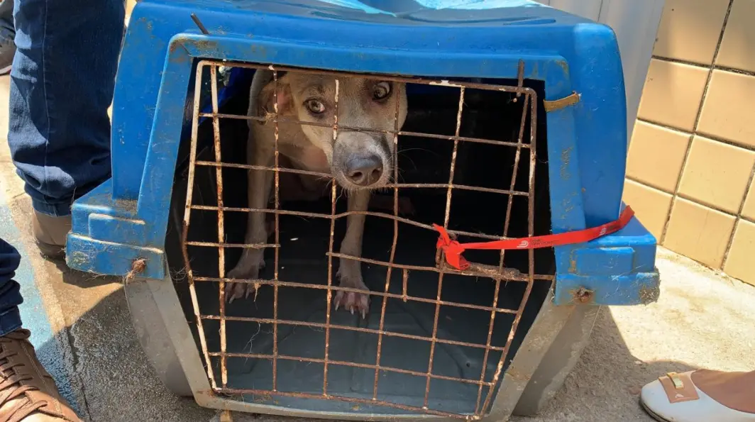 Imagem da notícia Abrigo com 40 cachorros pega fogo e quatro animais morrem no Carlito Pamplona