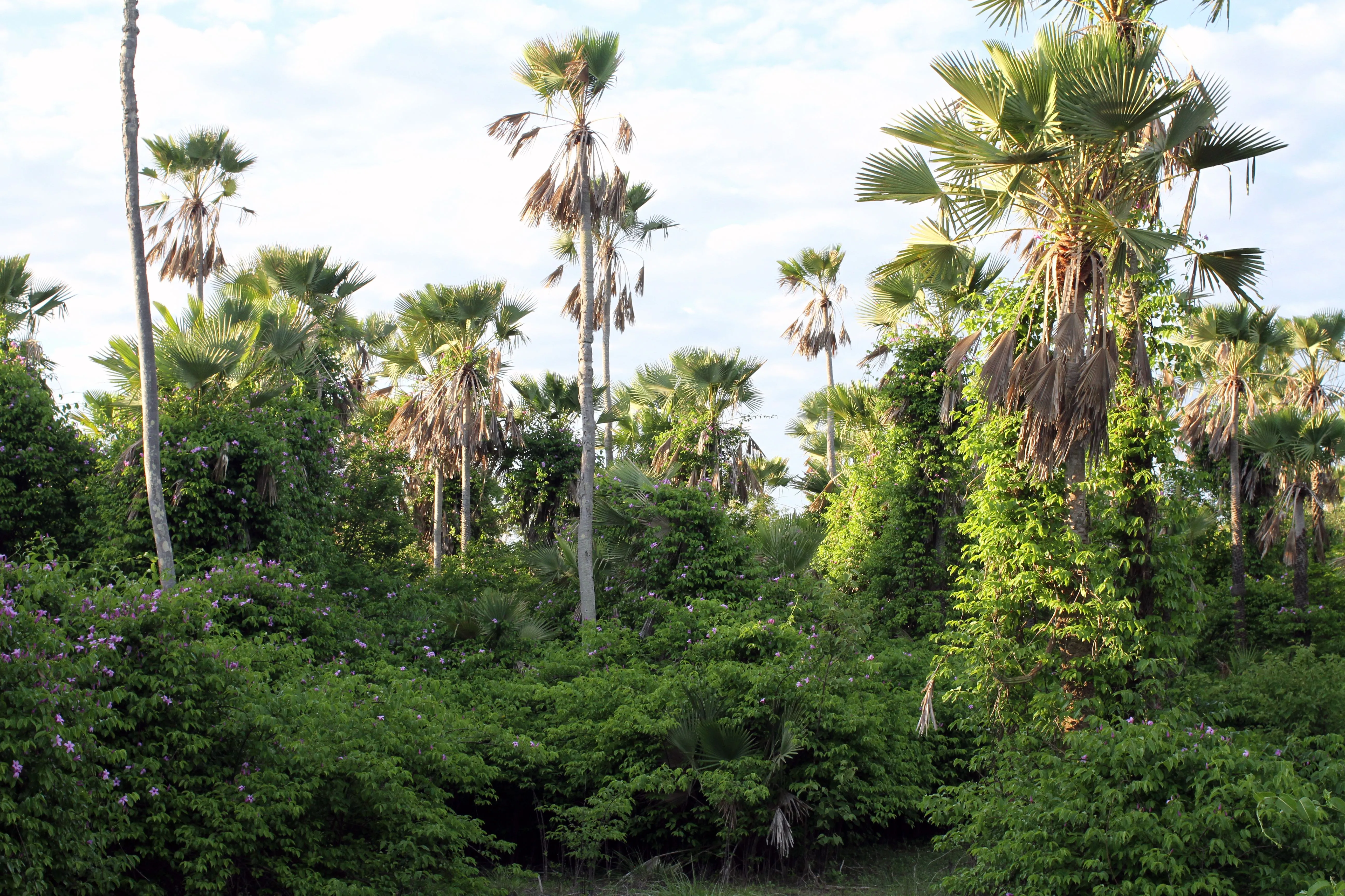 Estima-se que a planta invasora conhecida como “Unha do Diabo” já atinja mais de 70% do território cearense. Ela causa a morte da carnaúba, importante espécie presente no Ceará.