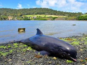 fotografia de golfinho morto