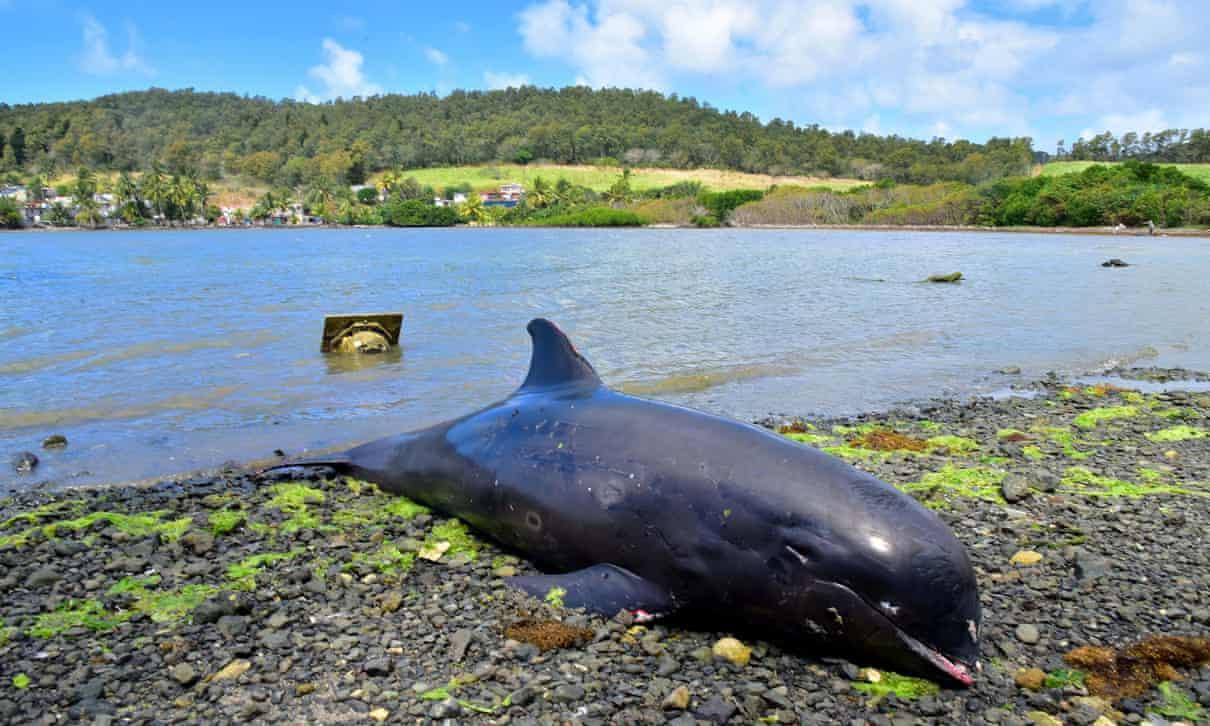 40 golfinhos morrem na região atingida pelo vazamento de óleo nas Ilhas ...