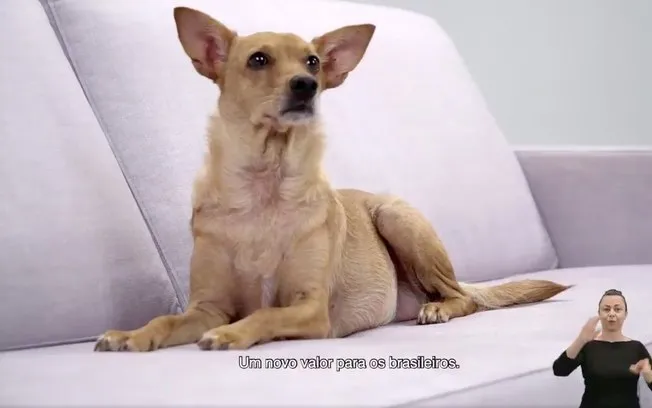 Cachorro vira-lata caramelo apresenta o 'caramelo do cerrado'