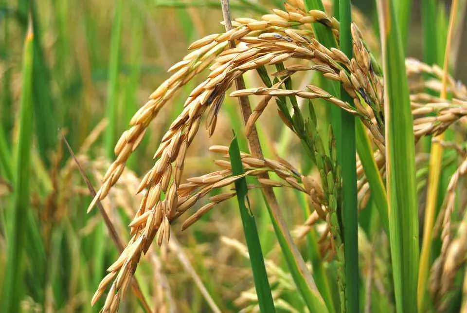 Cultivo de arroz