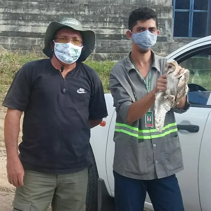 Após o resgate, as corujas foram levadas para reabilitação na Estação Ecológica de Aiuaba.