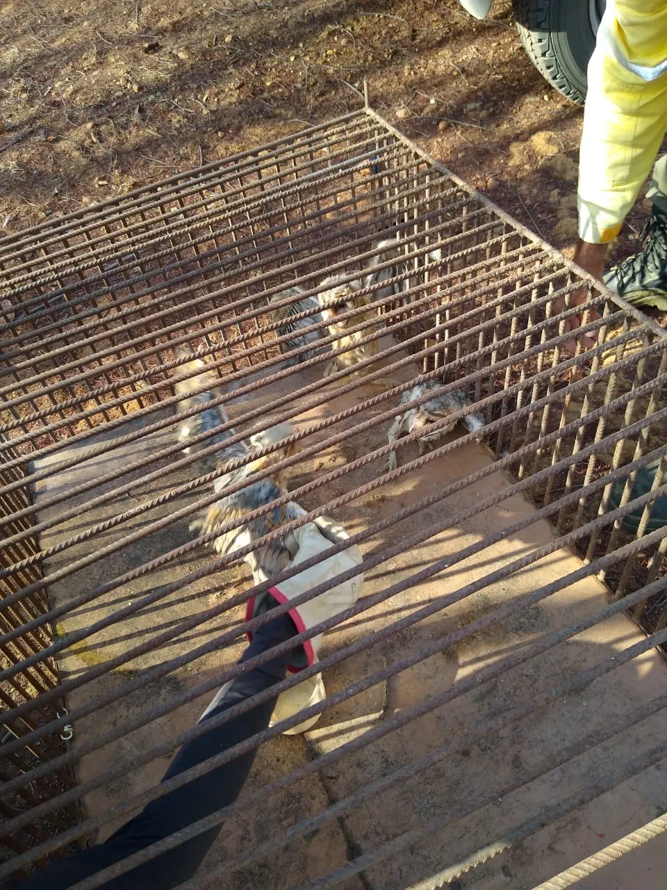 O açude passará por uma operação de transferência de água, o que poderia colocar em risco a vida dos animais.