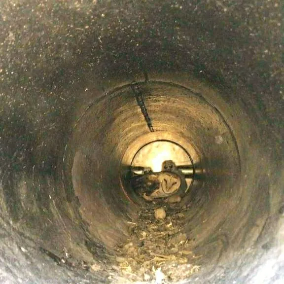Após os devidos cuidados, as corujas serão soltas em local adequado, na natureza.