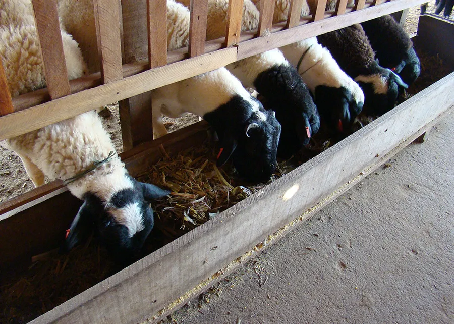 Segundo a FAO, a produção animal é responsável por 14,5% das emissões desses gases na atmosfera.