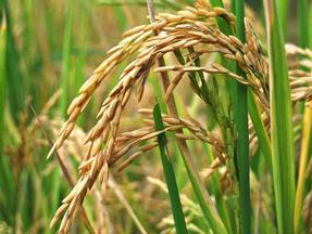 Plantação de arroz