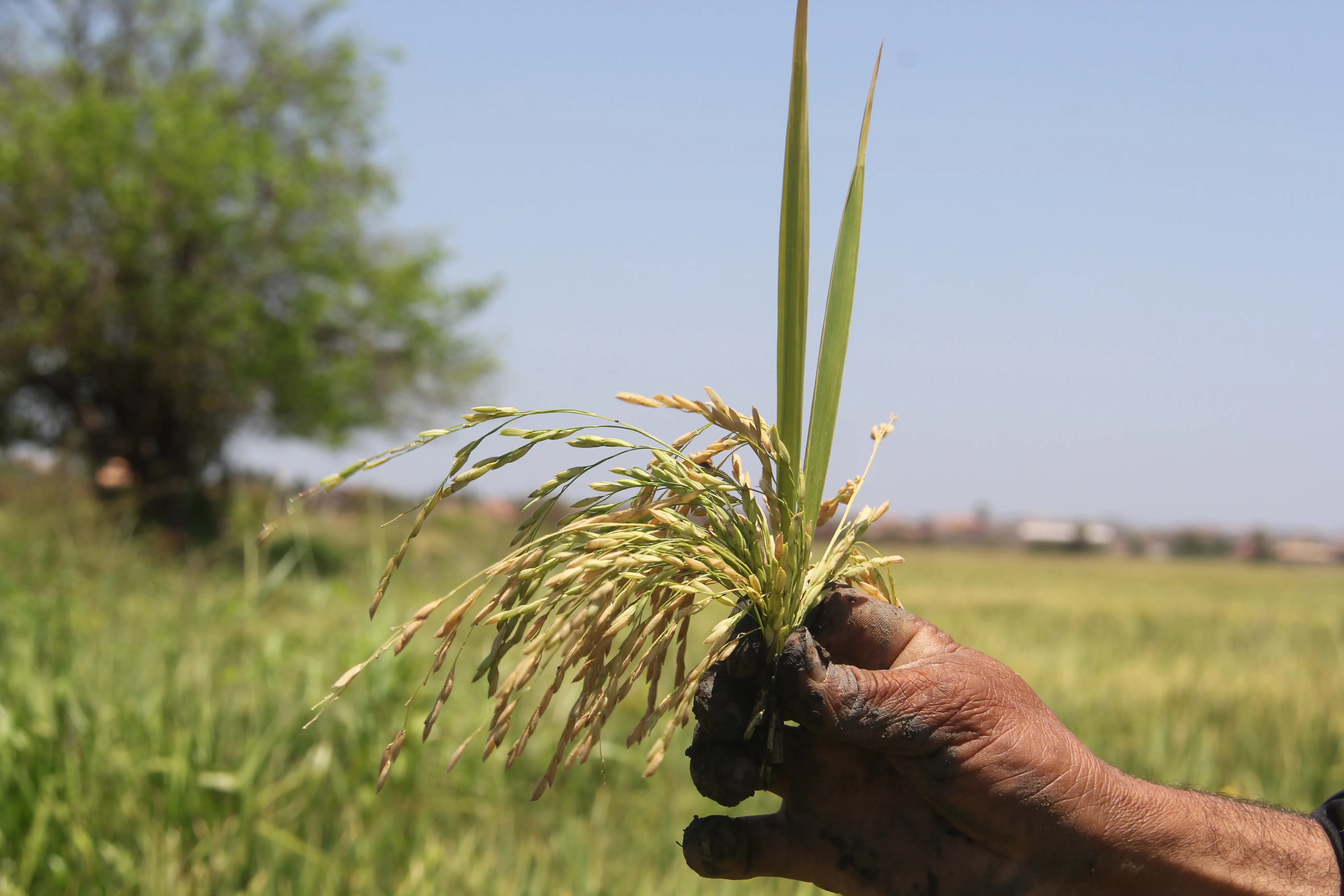 Produtores dizem ser diretamente beneficiados com a alta do preço do arroz