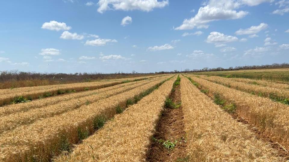 A inédita e exitosa produção de trigo pela primeira vez no Ceará animou os envolvidos