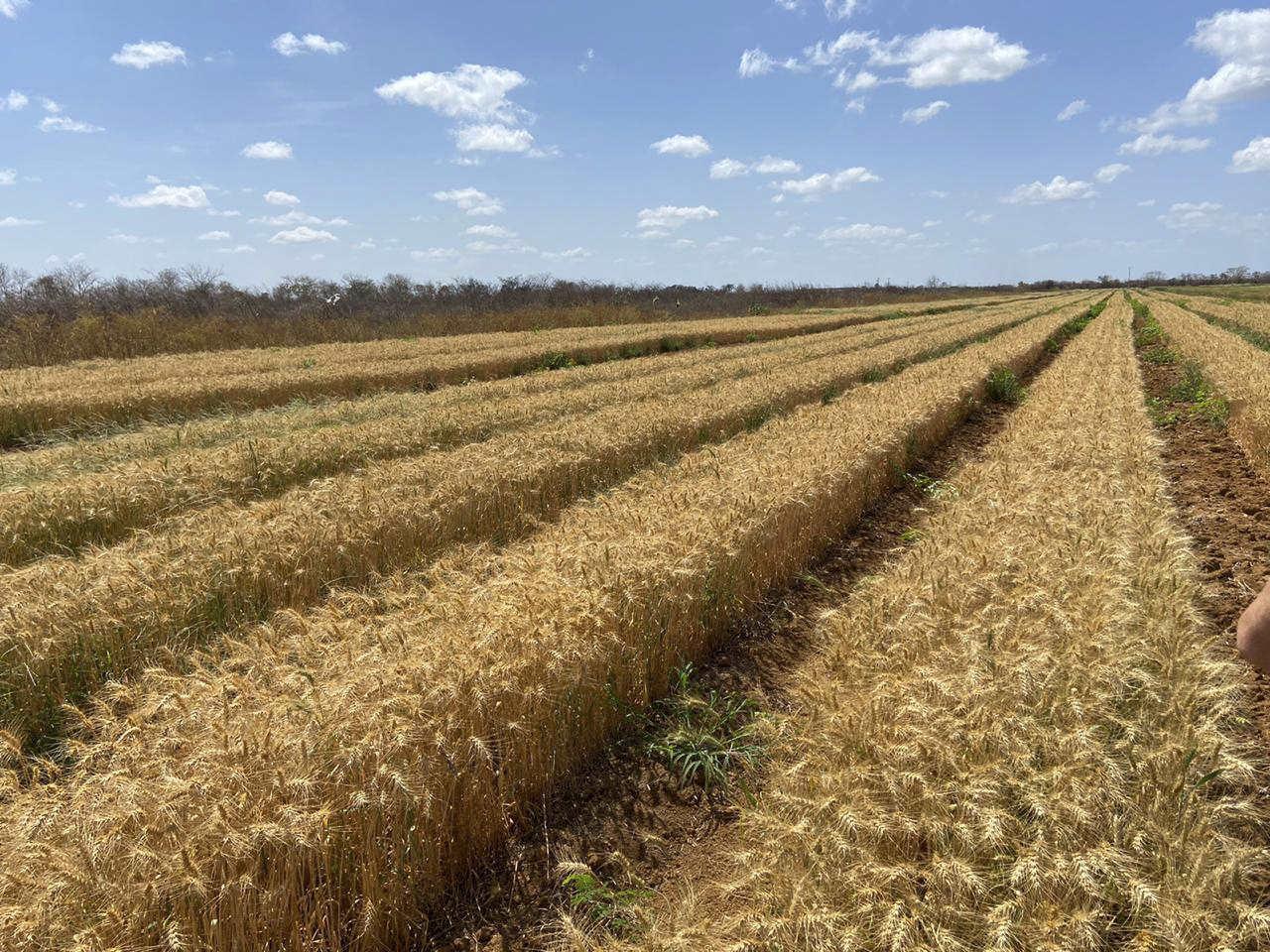 A inédita e exitosa produção de trigo pela primeira vez no Ceará animou os envolvidos